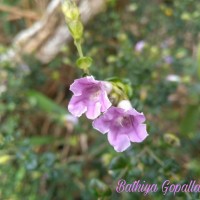 <i>Strobilanthes punctata</i>  Nees